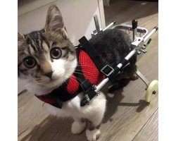 Cat Wheelchair for Paralyzed Rear Legs, Aluminum Pet Wheelchair, Stroller Gear, Rehabilitation Training Wheelchair - ShopVlot