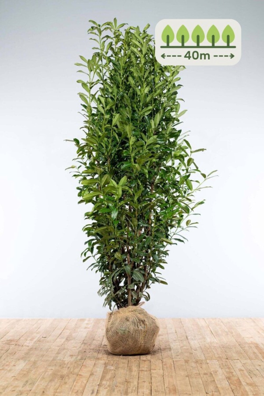 Laurier 'Genolia' 200-225 cm voor 40 meter - 60st. Prunus laurocerasus 'Genolia'