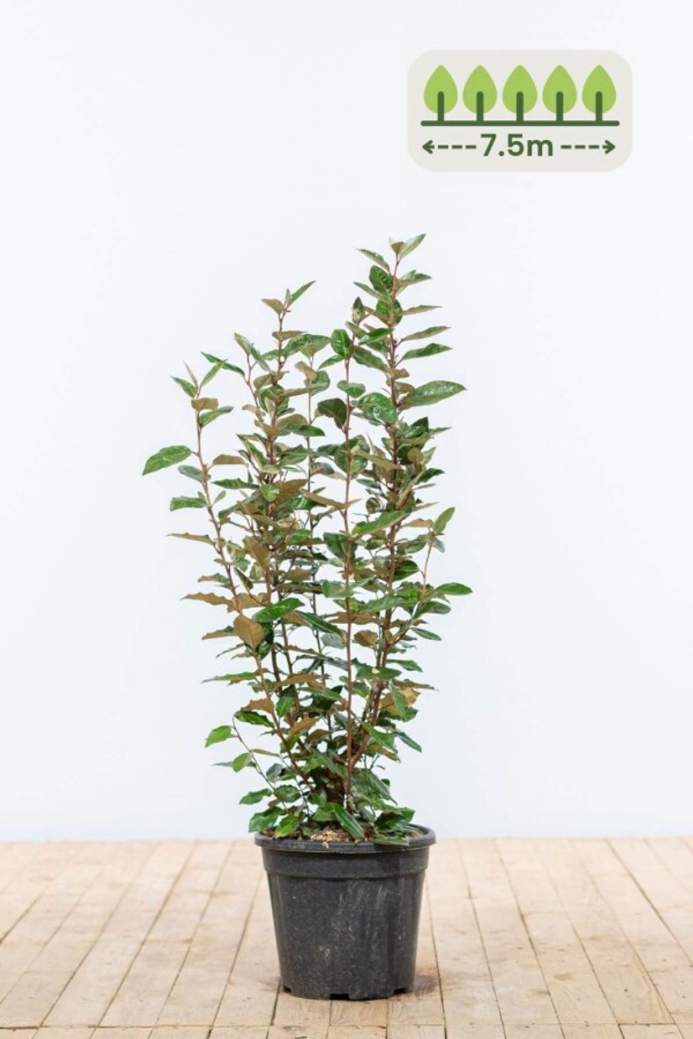 60-80 cm voor 7.5 meter - 23st. Elaeagnus ebbingei