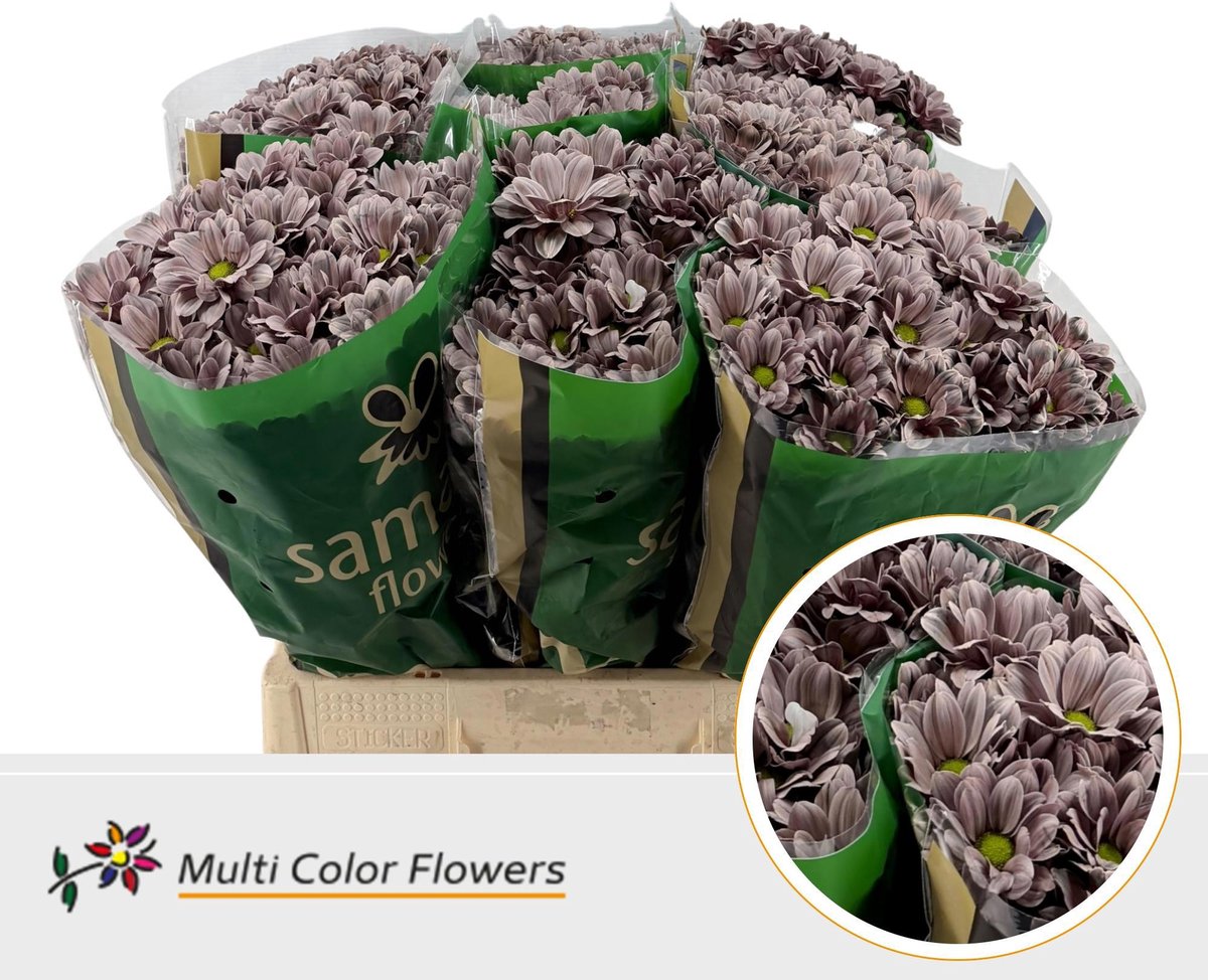 10x Chrysant overig 60cm