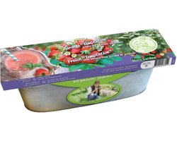 Zinken Teil Aardbei Temptation - Fragaria - Moestuin - (Ook)-Voor in huis - bloeit in April / Mei / Juni