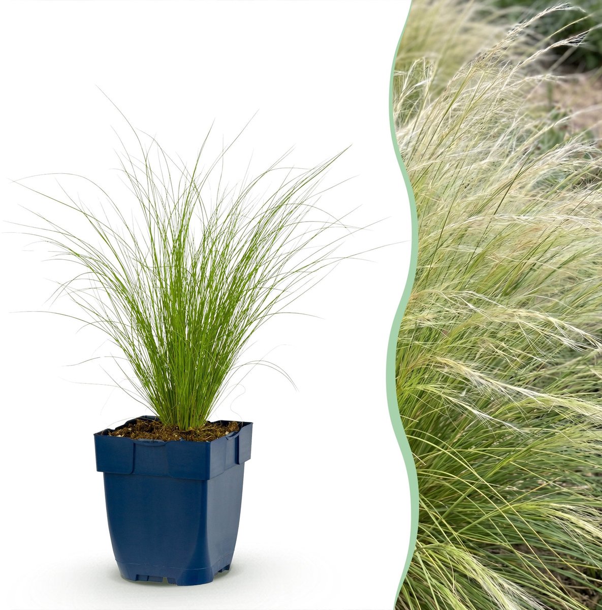 Green boutiQ - Grassen - Stipa tenuissima Ponytails - Vedergras - Groenblijvend - Groen - 12 Planten - Pot 11cm - Hoogte 15-25cm