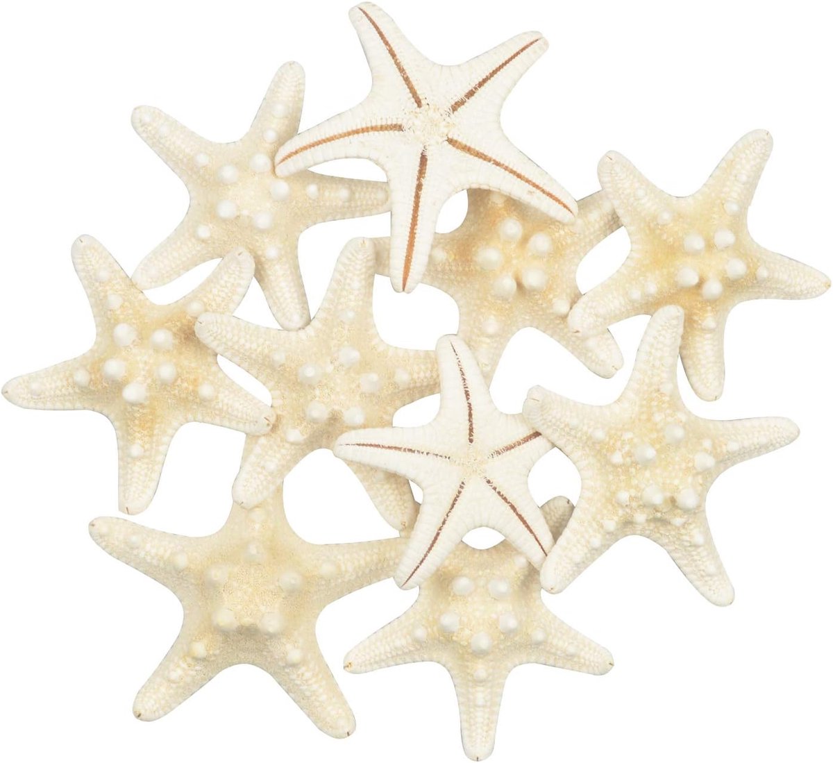 10Pcs Zeester Gemengd Oceaan Beach Strand Natuurlijke Zeester Echte Zeester Schelpen Zeesterren Perfect Voor Bruiloft Decor, Strand Thema Feest, Home Decorations, DIY Craft Project