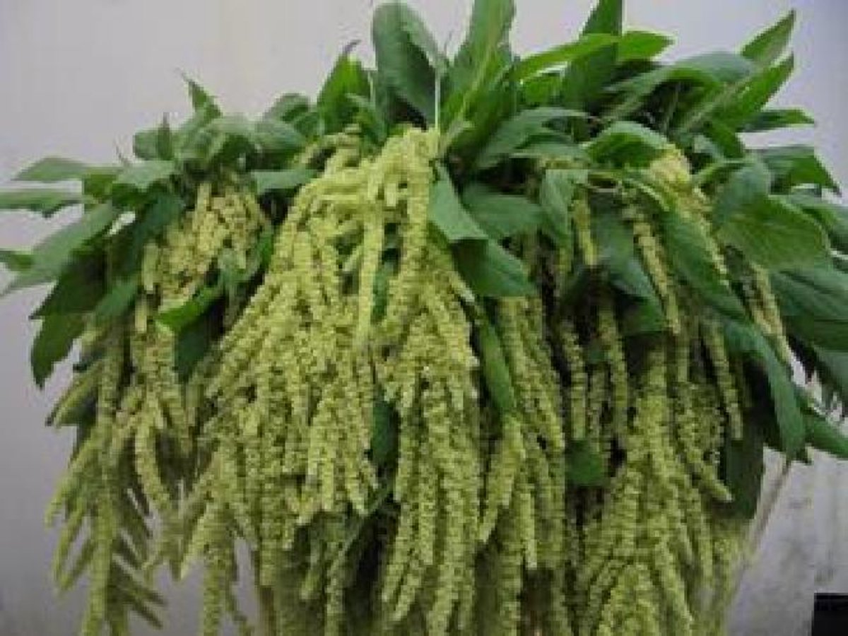 10x Amaran.hang viridis 70cm