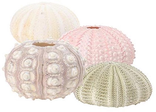 COSMEVIVI 5stuks Delige Natuurlijk Zee-egel Plantenpotten Decoratieve Voor Luchtplanten Voor Thuis Kantoor Speciale Gelegenheden