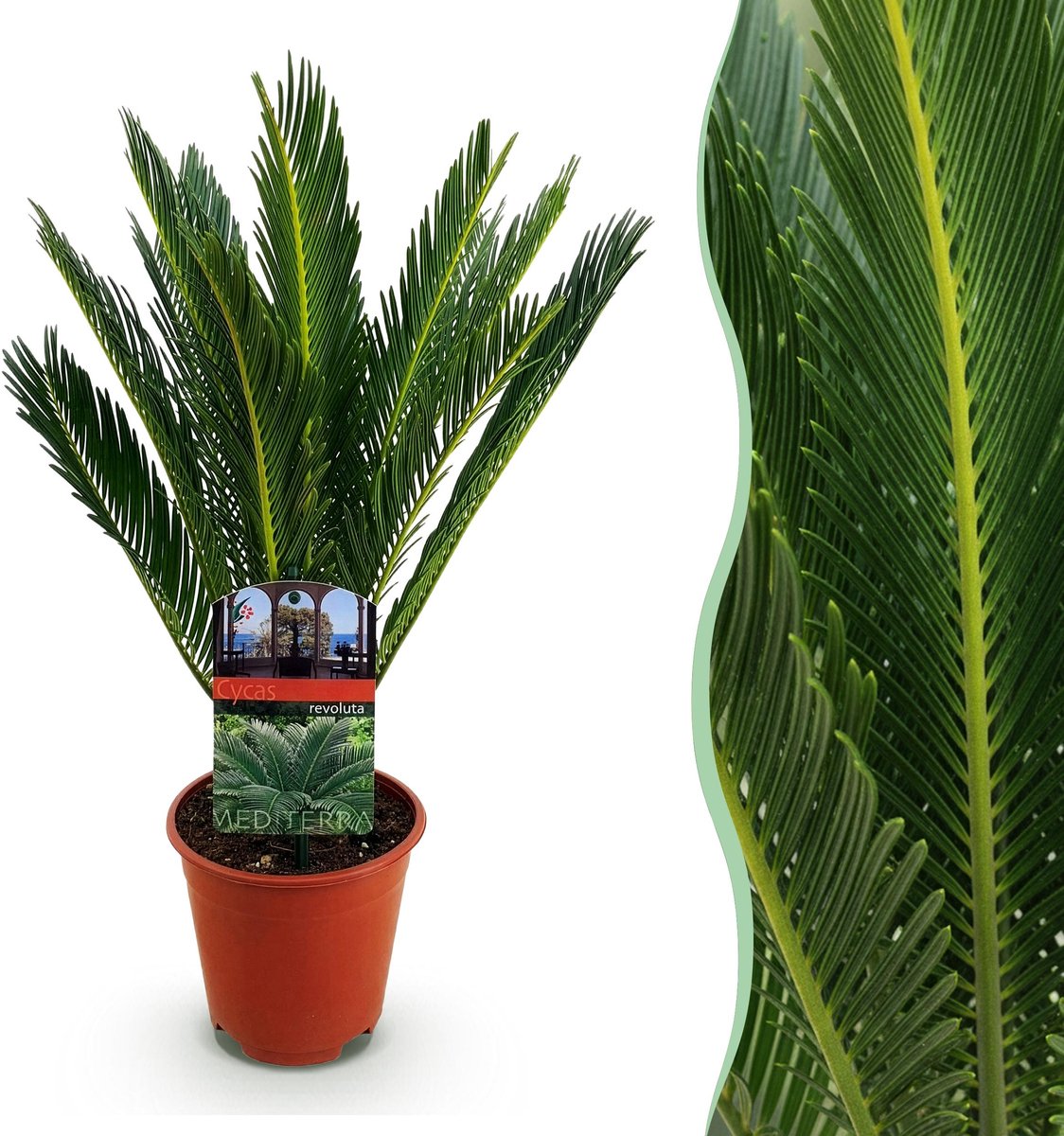 Plantenboetiek.nl | Cycas revoluta - Palmvaren - Weinig onderhoud - Groen - Ø14cm - 35-45cm hoog - Kamerplant - Groenblijvend