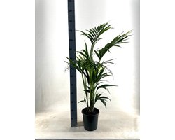 De Kentia Palm, Tropische uitstraling, Groene Plant, Howea Forsteriana - Ø21cm - 110cm