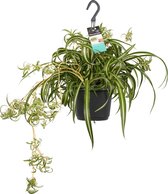 Kamerplant van Botanicly – Graslelie – Hoogte: 40 cm – Chlorophytum comosum Bonnie