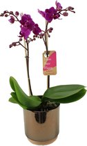 Orchidee van Botanicly – Vlinder orchidee in gouden keramiek pot 'Julia' als set – Hoogte: 50 cm, 2 takken – Phalaenopsis Multiflora Cosy Candy