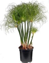 Cyperus Papyrus Nofretete - Papyrusplant - Ø 21 cm - Hoogte 80 cm - Winterharde Vijverplant - Voor binnen en buiten - Van der Velde Waterplanten