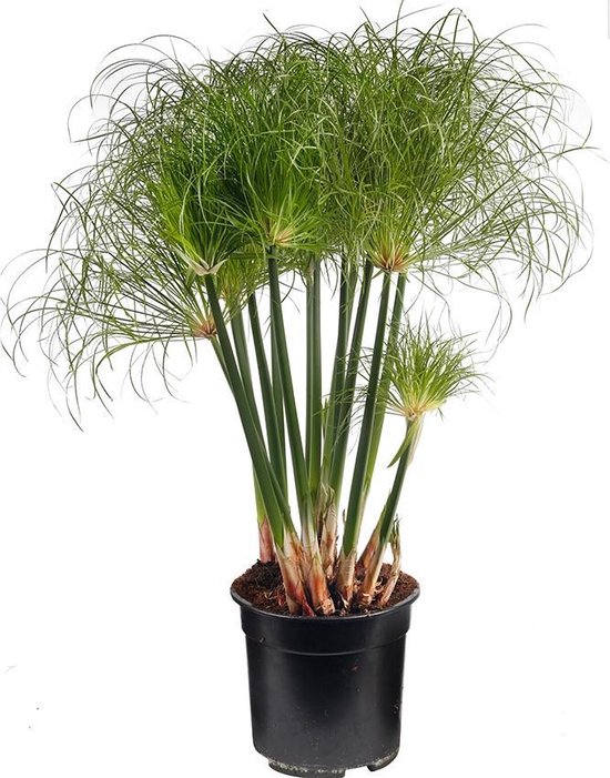 Cyperus Papyrus - Plante parapluie - Ø 21 cm - Hauteur 80 cm - Plante  d'étang rustique... | bol.com