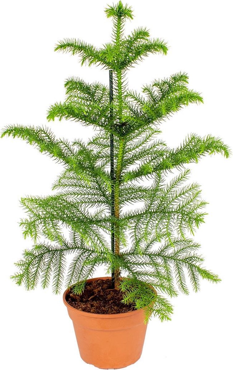 Kamerden | Araucaria per stuk - Kamerplant in kwekerspot ⌀15 cm - ↕50 cm