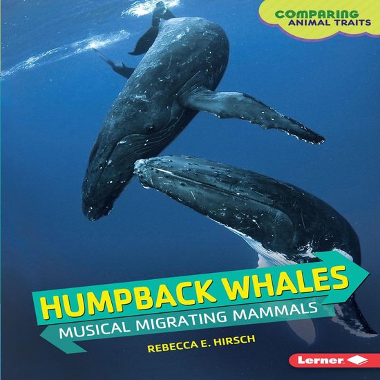 Foto: Humpback whales