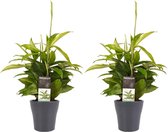 Kamerplanten van Botanicly – 2 × Drakenboom met grijze sierpot als set – Hoogte: 45 cm – Dracaena surculosa