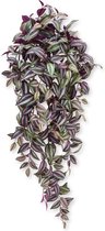Maxifleur - Tradescantia plante suspendue 100 cm violet
