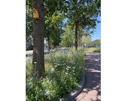 Veldbloemen zaad - Inheems EikenProcessieRups 1 kilo - 500 m2 - meerjarig veldbloemenzaad - schermbloemigen - biodiversiteit - insecten