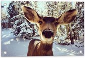 Tuinposter – Hertje bij de Camera in de Sneeuw - 60x40cm Foto op Tuinposter (wanddecoratie voor buiten en binnen)