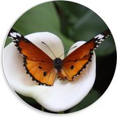 Forex Wandcirkel - Bruine Vlinder op Witte Bloem - 30x30cm Foto op Wandcirkel (met ophangsysteem)