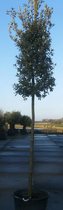 Steeneik - Quercus Ilex | Omtrek: 6-10 cm | Hoogte: 250 cm