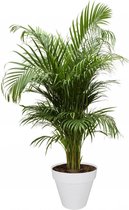 Goudpalm Areca In Urban M