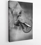 Portrait of an African elephant (Loxodonta africana) drinking water, South Africa - Modern Art Canvas -Vertical - 108825977 - 115*75 Vertical