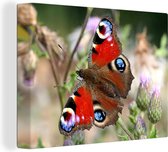 Papillon de paon de jour 80x60 cm - Tirage photo sur toile (Décoration murale salon / chambre)