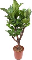 Ficus Lyrata 100 cm