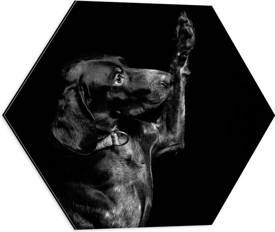 WallClassics - Dibond Hexagon - Zwarte Hond Zegt 'Hoi' - 50x43.5 cm Foto op Hexagon (Met Ophangsysteem)