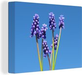 Canvas Schilderij Druivenhyacinten en een heldere blauwe hemelachtergrond - 160x120 cm - Wanddecoratie XXL