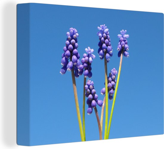 Canvas schilderij 160x120 cm - Wanddecoratie Druivenhyacinten en een heldere blauwe hemelachtergrond - Muurdecoratie woonkamer - Slaapkamer decoratie - Kamer accessoires - Schilderijen
