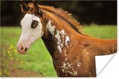 Gevlekt paard in de wei poster papier 180x120 cm - Foto print op Poster (wanddecoratie woonkamer / slaapkamer) / Wilde dieren Poster XXL / Groot formaat!