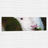 Muursticker - Etend Lammetje van Dichtbij - 120x40 cm Foto op Muursticker