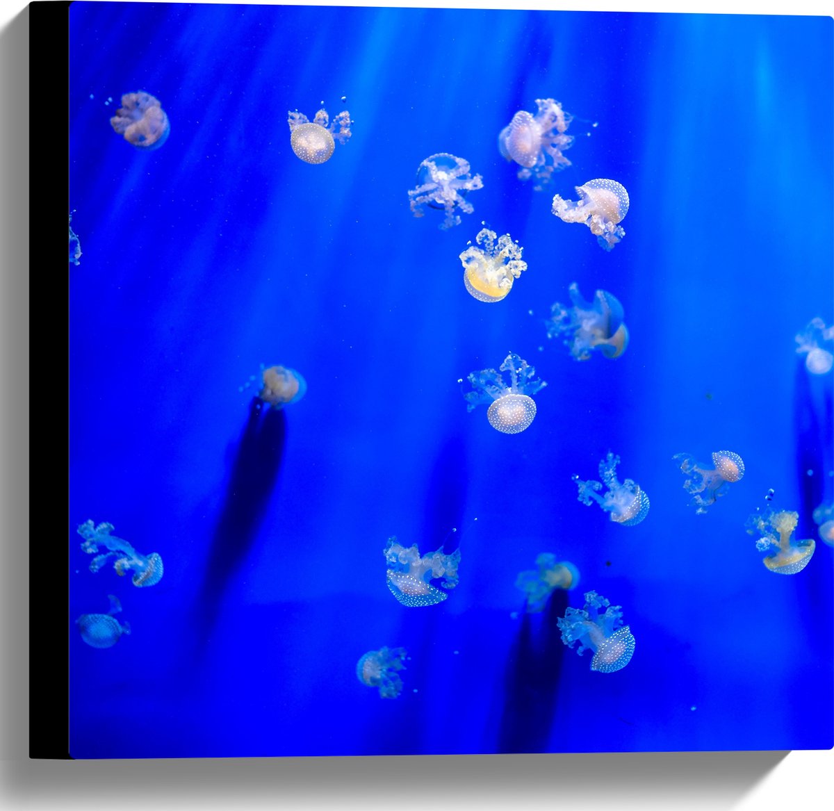 Canvas - Groep Mini Kwallen in het Aquarium - 40x40 cm Foto op Canvas Schilderij (Wanddecoratie op Canvas)