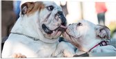 WallClassics - Acrylglas - Likkende Bulldog Honden - 100x50 cm Foto op Acrylglas (Met Ophangsysteem)