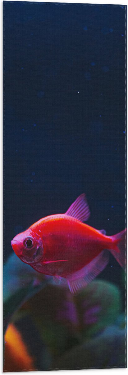 Vlag - Rode Vis in Aquarium - 30x90 cm Foto op Polyester Vlag