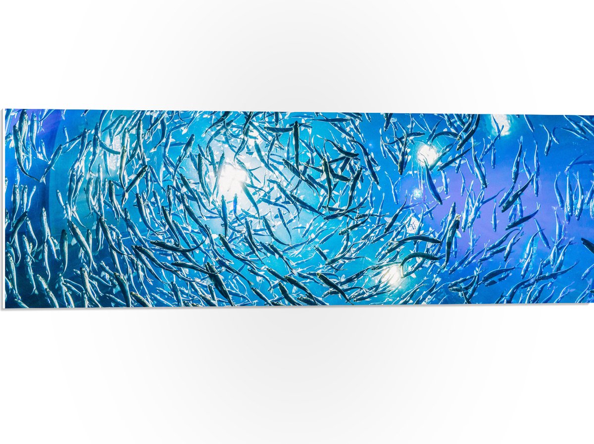 PVC Schuimplaat - School Vissen in een Groot Aquarium - 90x30 cm Foto op PVC Schuimplaat (Met Ophangsysteem)