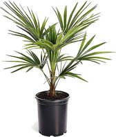 Plant in a Box - Trachycarpus Fortunei - Winterharde Aziatische Waaierpalmboom - Pot 15cm - Hoogte 35-45cm
