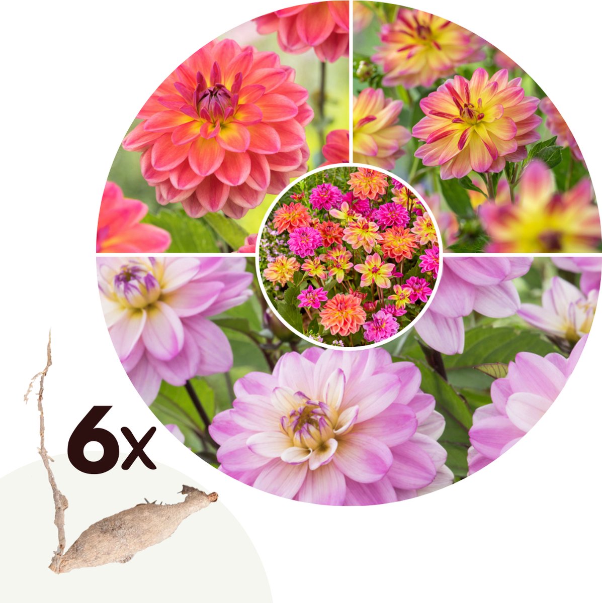 Plant in a Box - Dahlia Pacific Bulb Mix - Set van 6 - Dahlia knollen - Kleurrijke mix van verschillende opvallende dahlia bloemen.