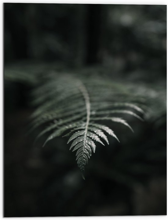 Dibond - Groene Varens Plant - 60x80 cm Foto op Aluminium (Wanddecoratie van metaal)