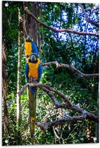 WallClassics - Tuinposter – Exotische Vogels - Ara's - 60x90 cm Foto op Tuinposter (wanddecoratie voor buiten en binnen)