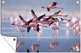 Tuindecoratie Flamingo - Vogel - Water - Roze - 60x40 cm - Tuinposter - Tuindoek - Buitenposter