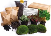 Bol.com Planten terrarium pakket - Coffea Arabica - 3 terrarium planten - Ecosysteem plant - Startpakket - Navulling - DIY Ecosy... aanbieding
