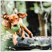 Tuinposter – Spelende Hond met Bal bij Boomstam in Bos - 80x80 cm Foto op Tuinposter (wanddecoratie voor buiten en binnen)