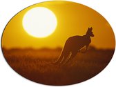 Dibond Ovaal - Zonsondergang Silhouet van een Kangoeroe - 68x51 cm Foto op Ovaal (Met Ophangsysteem)
