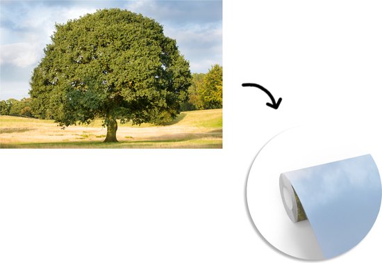 Papier peint photo vinyle - Chêne solitaire dans un paysage ondulé largeur 330 cm x hauteur 220 cm - Tirage photo sur papier peint (disponible en 7 tailles)