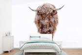 Behang - Fotobehang Schotse hooglander - Koe - Sneeuw - Breedte 600 cm x hoogte 400 cm