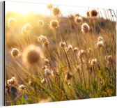 Tableau aluminium 120x80 cm - Décoration murale métal - Plantes - Nature - Fleurs - Soleil - Horizon - Décoration murale métal salon - Décoration industrielle - Photo sur dibond - Accessoires industriels chambre
