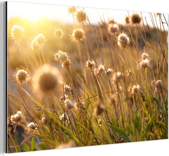 Tableau aluminium 120x80 cm - Décoration murale métal - Plantes - Nature - Fleurs - Soleil - Horizon - Décoration murale métal salon - Décoration industrielle - Photo sur dibond - Accessoires industriels chambre