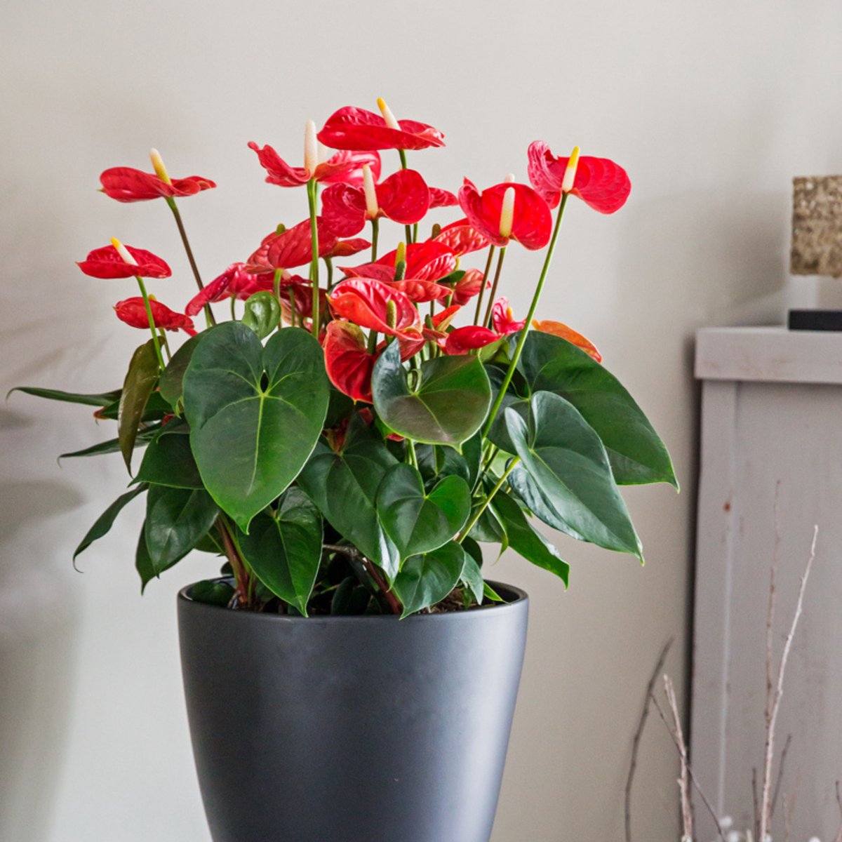 PLANT IN A BOX Langue De Feu - Anthurium 'Madural Orange
