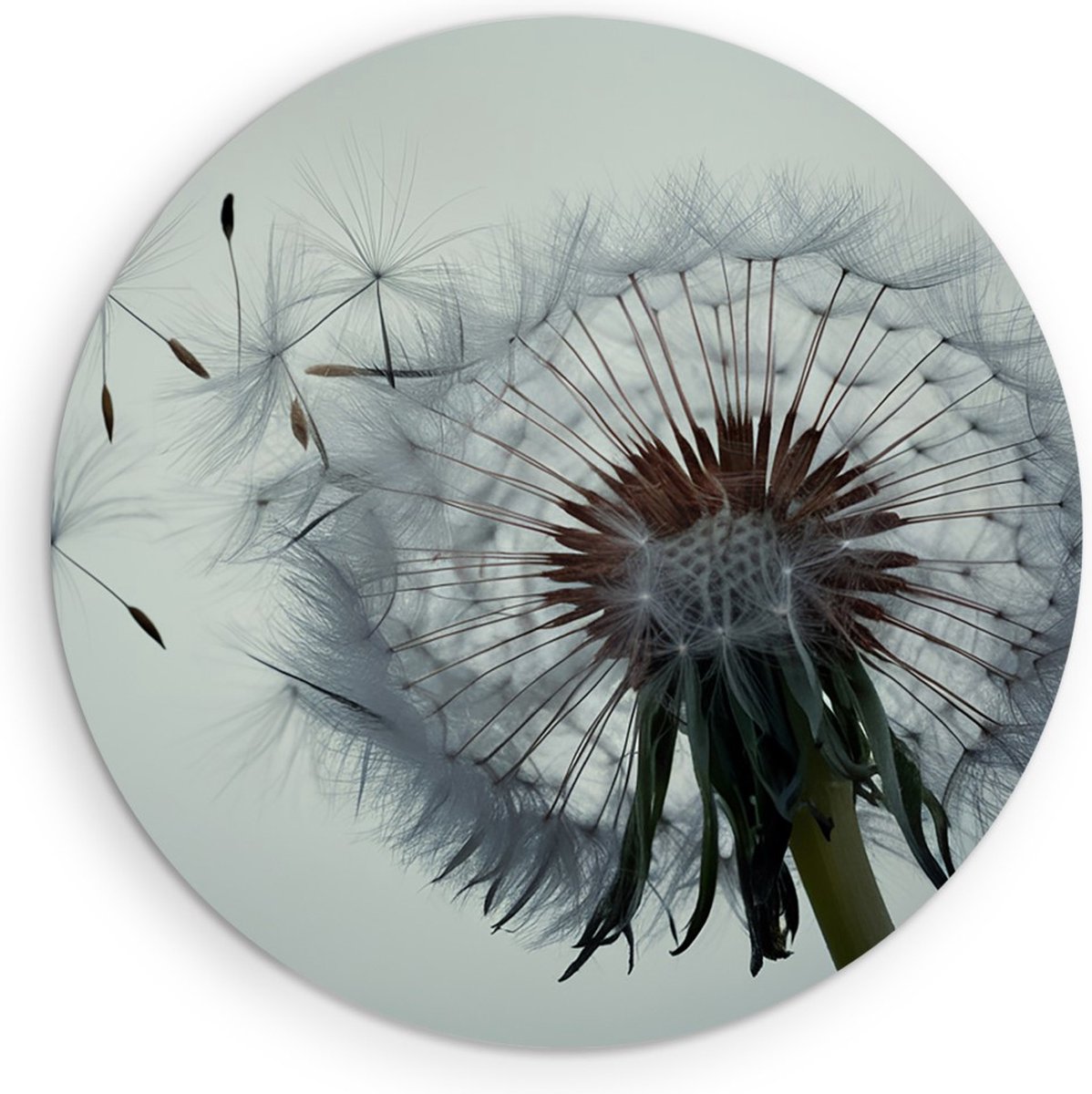 Saammp Forex Muurcirkel - Dandelion met zaadjes in de wind - Natuur - Bloemen - Ø 90 - Wandcirkel - Wanddecoratie Cirkel - Muurdecoratie Woonkamer - Kantoor Decoratie